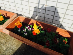 お花１