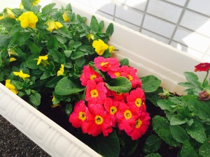 お花